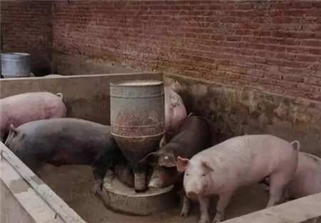 养猪巧用生姜,可以治这十种猪病