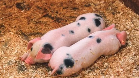 何为“水泥病”?水泥地面养猪竟有这些坏处