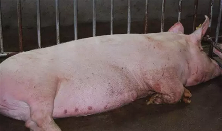 给猪打口蹄疫疫苗后出现应激,眼看就要死亡!老兽医支招