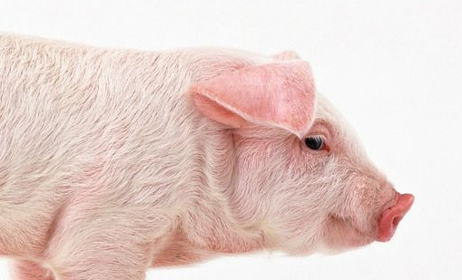 多重利空接踵而至,猪市何时否极泰来?
