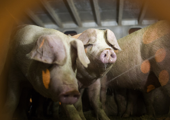 又现非洲猪瘟?湖南常德大场中招,猪价受影响?