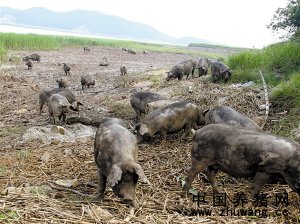 海岛上的放养猪 