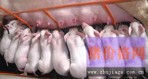 母猪产房母仔猪饲养管理要点