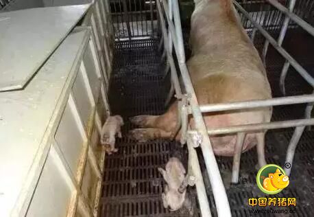 高温季节解决母猪胃肠道问题的几点建议