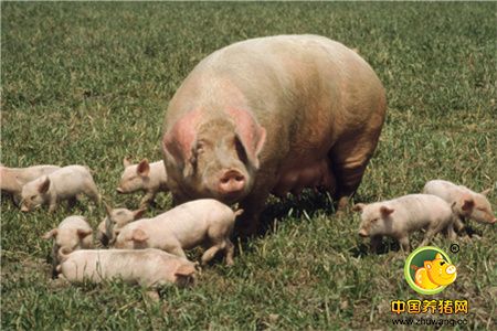 母猪利用年限与配种的佳期