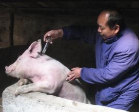 鸭坦布苏病毒病活疫苗获批一类新兽药