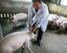 种公猪的适时调教以及合理使用