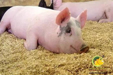 饲料价格上扬跟生猪价格回落有直接关系