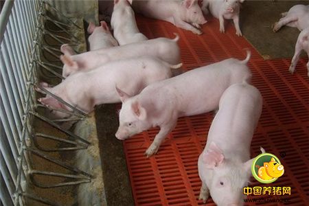 猪建料槽的建设方法，怎样科学建设猪建料槽？