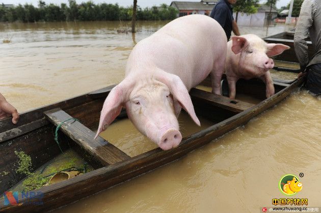 洪水无情 13000头猪被卷走或波及拟上市公司