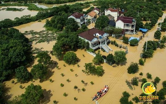 7、8月份是猪源最缺时期 暴雨天气或成猪价促进剂