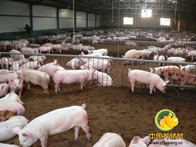养猪建设中存在的问题及建议