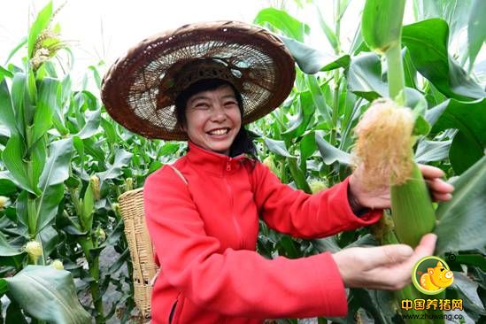最新一轮玉米、大豆、小麦、特色农业利好政策荟萃