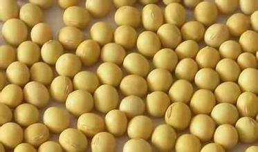 双粕分化 菜弱豆强格局初现