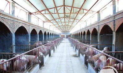 生猪目标价格保险推广遇阻！时机不对，养殖户不买账