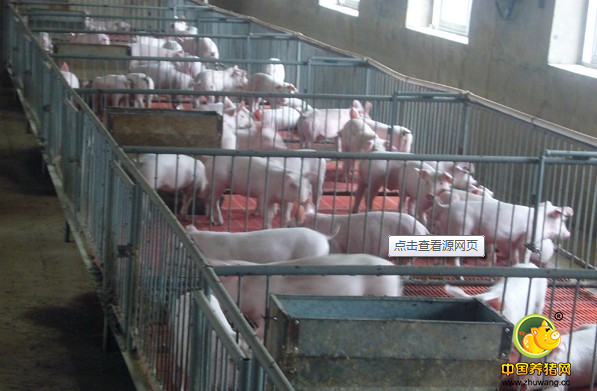 养猪场应制订合理的防疫制度