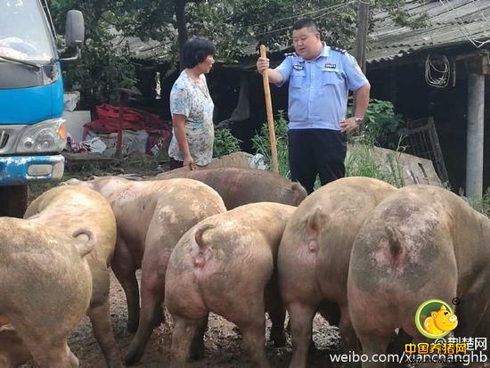 分洪前民警客串“猪倌” 赶2000余头猪安全转移