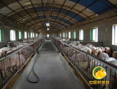 猪场制定免疫程序应考虑的问题
