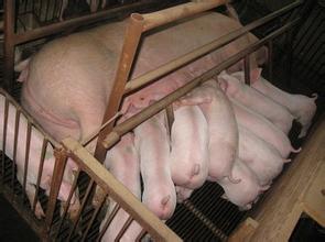 “母猪寄养 猪仔分成 ”  养别人的猪 发自己的财！