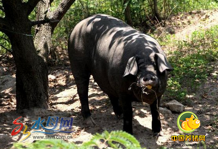 海阳惊现偷吃瓜果的