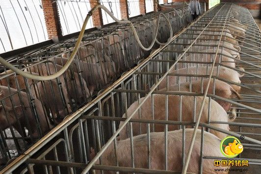 猪市稳定 下阶段行情预测：猪价盘整微跌