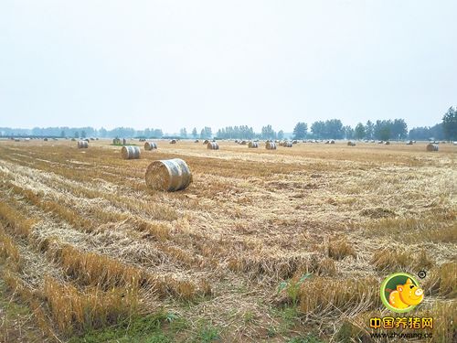 种养结合 教你用农作物秸茎叶渣加工猪饲料