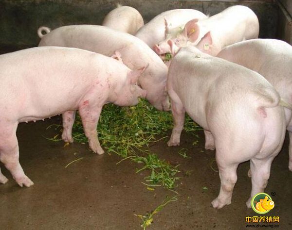 压栏牛猪出清 但又有人倒腾起180-190斤的猪再次育肥