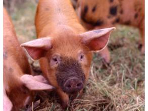 中国养猪业的现状与未来 养猪人的路在何方？