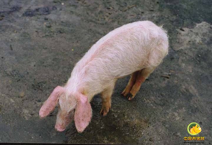 北方迎来暴雨模式 生猪价格继续窄幅调整为主
