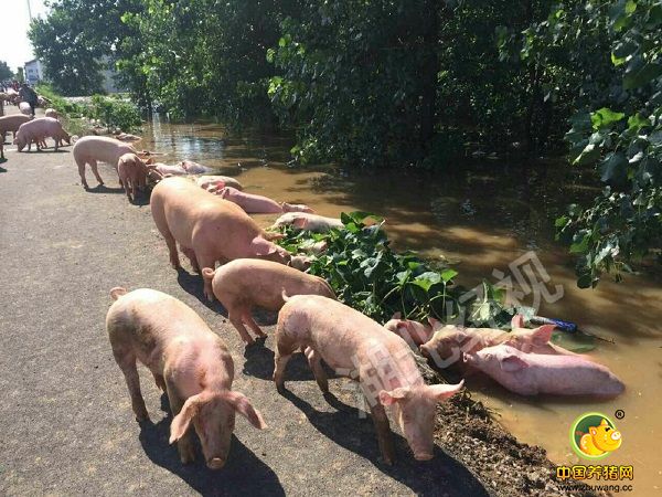 荆门一种猪场遭灭顶之灾 近万头猪少量幸存