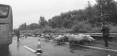拉猪车侧滑翻车 数十头“二师兄”高速上遛弯