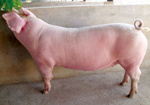后备母猪与经产母猪性周期同步化的方法