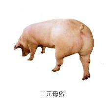 挑选优质二元母猪的方法 根据不同情况挑选母猪