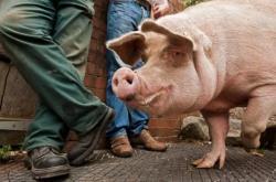 江西一屠宰场代宰费任性涨价 养猪户怨声一片