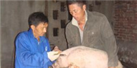 国家调整强免和扑杀政策，对养猪人有哪些影响？