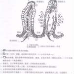 知道为什么断奶仔猪最容易发生腹泻吗?
