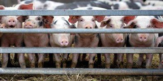 养猪场老板的忧伤与欣慰：只要人在一切可以重来