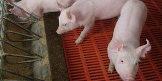 8月猪价能否开门红？专家这样分析……