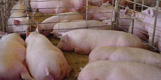 冯永辉：进口肉影响被低估 猪价回升进入“倒计时”