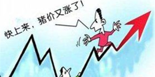 猪价继续上涨！这是满血复活还是回光返照？