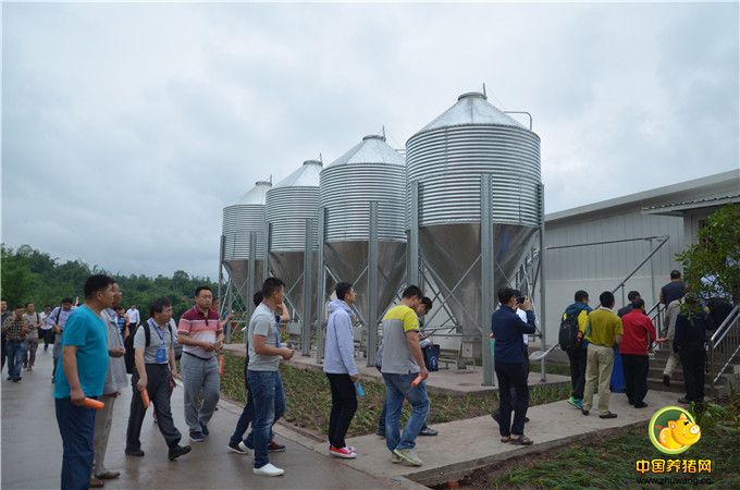 参观重庆天兆荣昌双河核心种猪场