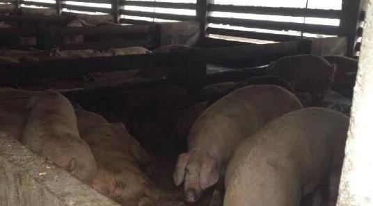 上海多地餐厨垃圾违规卖给养殖场喂猪吃肯德基