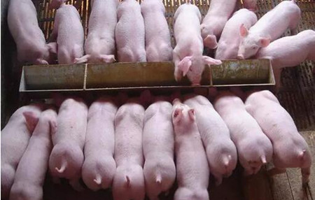 汕头：智能养猪场落户潮南台创园