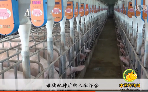 华科智农|猪场物联网技术之无线背膘仪的应用