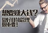 想要赚大钱？做好母猪管理很重要！