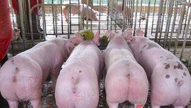 六招成功搞定肉猪增重慢