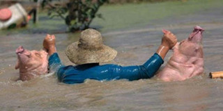 南方水灾死亡畜禽调查：8万“洪水猪”去哪儿了？