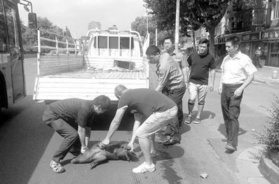 高温天下小猪在南京闹市区狂奔 中暑后猝死