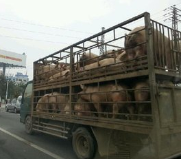 “猪晕车”了也是病吗? 怎么办?