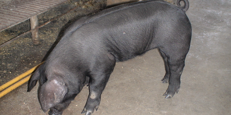 海南“染色黑猪”真相公布：木炭粉让“白猪变黑猪”